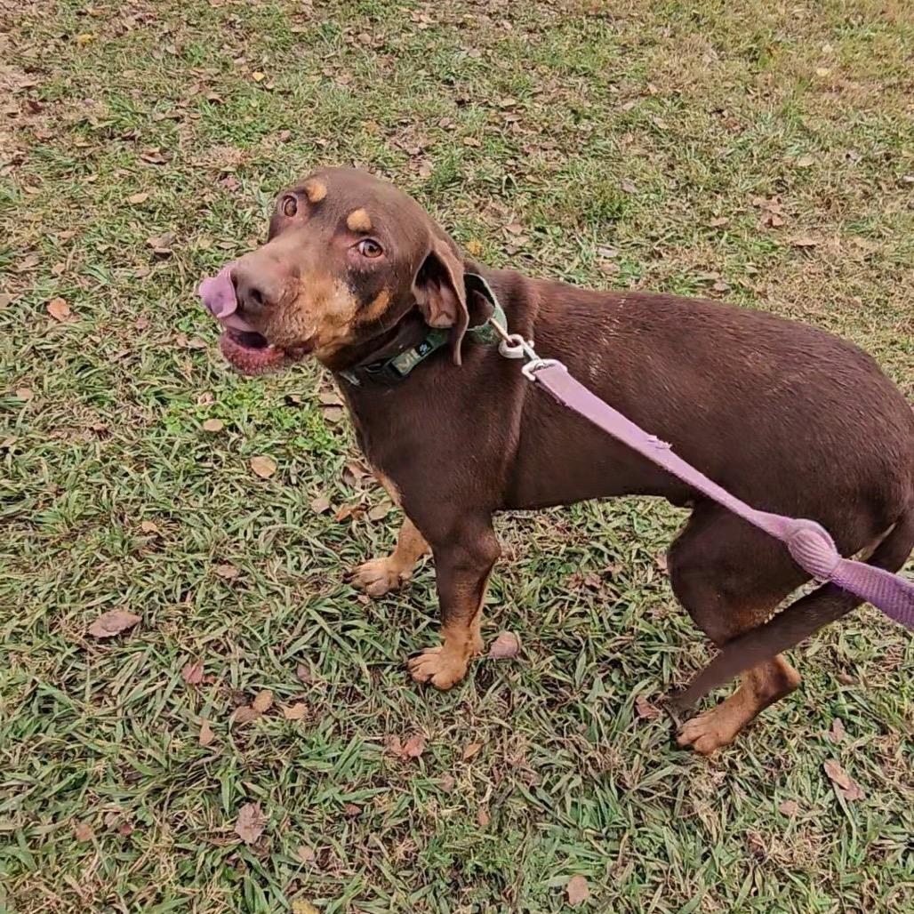 Shadow, a Adoptable Chocolate Labrador Retriever in Natchitoches, LA image 6/6