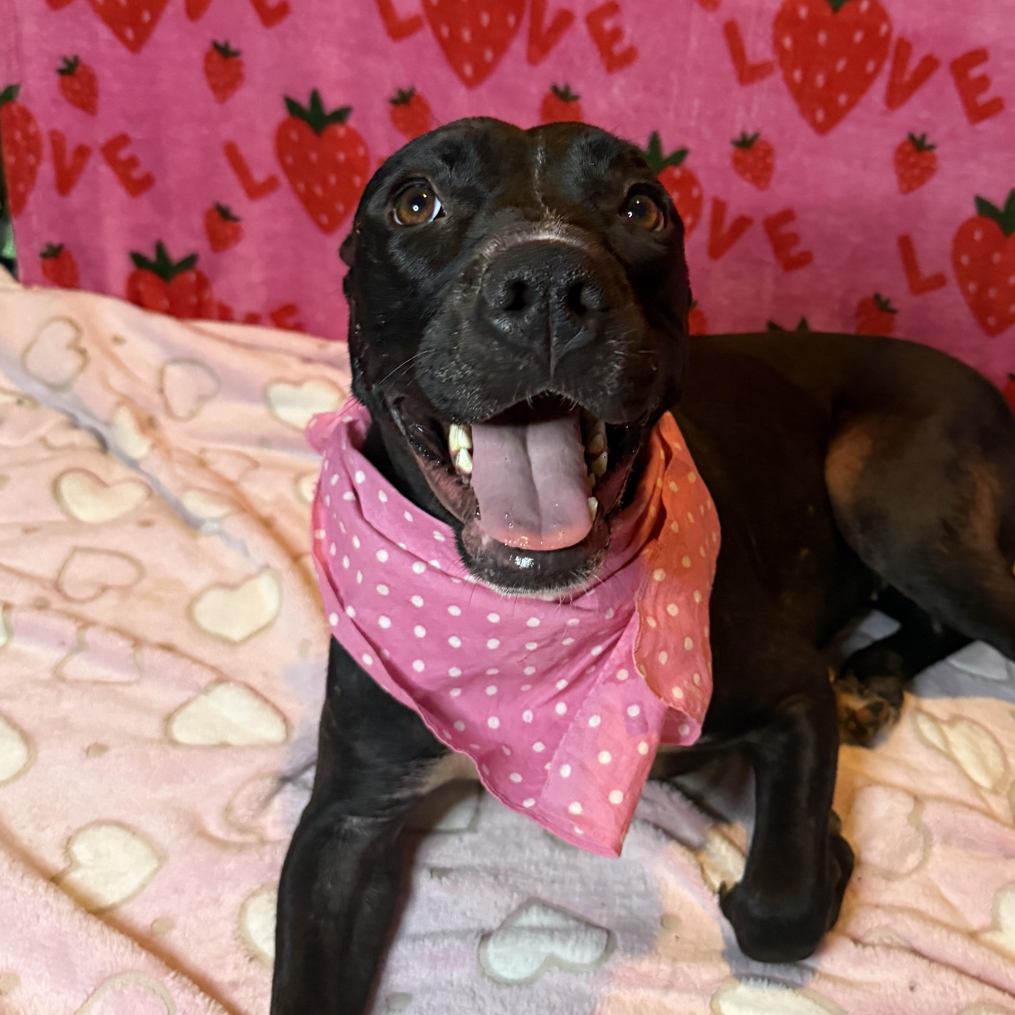 Enlarge Lucy, a Adoptable mixed breed in Pinecrest, FL image 1/6