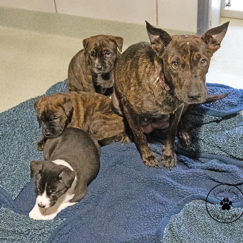 Star, Adoptable, Adult Female Shepherd & Mixed Breed.