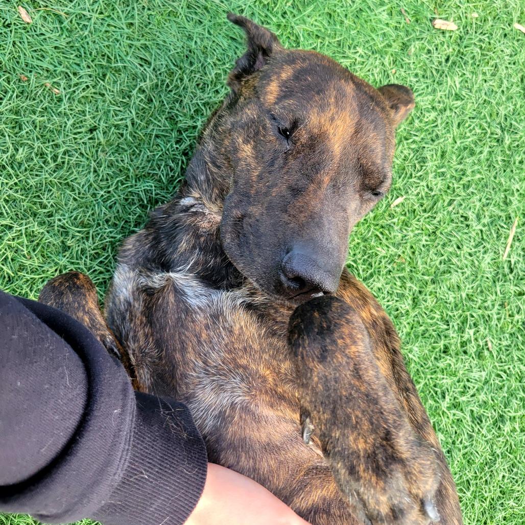 Enlarge Star, a Adoptable mixed breed in Abilene, TX image 2/6