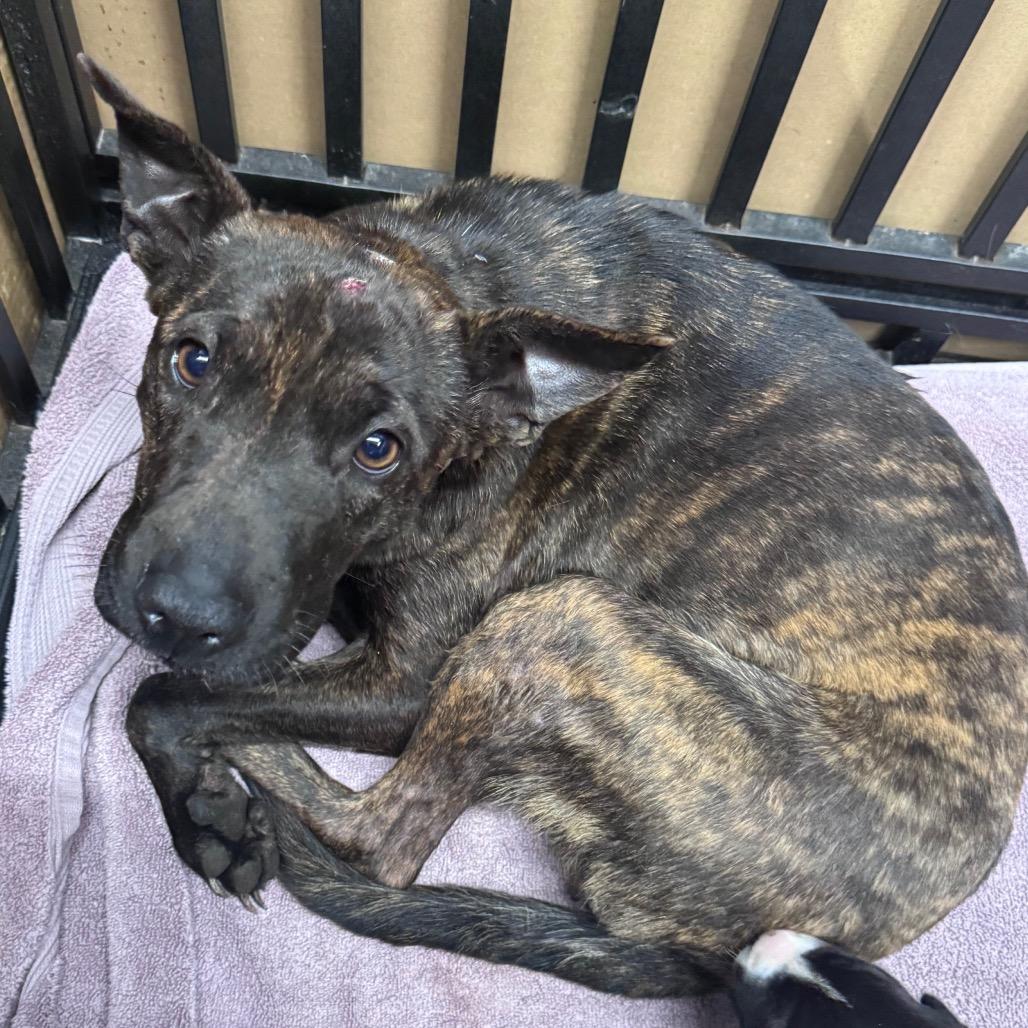 Enlarge Star, a Adoptable mixed breed in Abilene, TX image 3/6