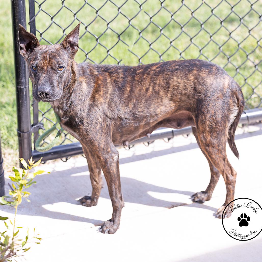 Enlarge Star, a Adoptable mixed breed in Abilene, TX image 4/6