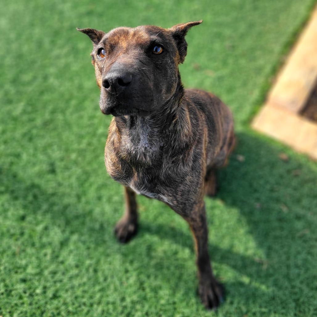 Enlarge Star, a Adoptable mixed breed in Abilene, TX image 5/6