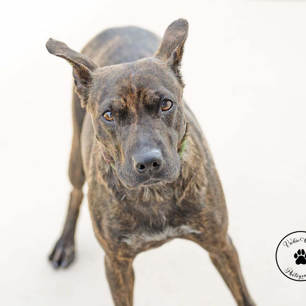 Enlarge Star, a Adoptable mixed breed in Abilene, TX image 6/6