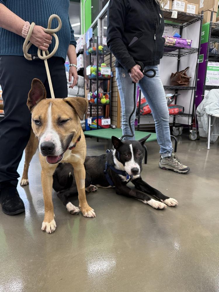 Alex, a Adoptable mixed breed in Naperville, IL image 4/6