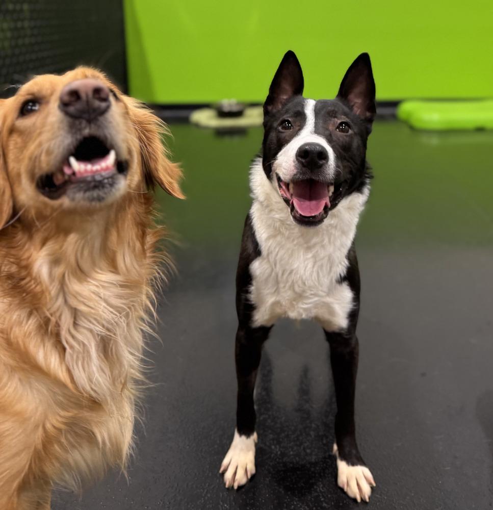 Alex, a Adoptable mixed breed in Naperville, IL image 5/6