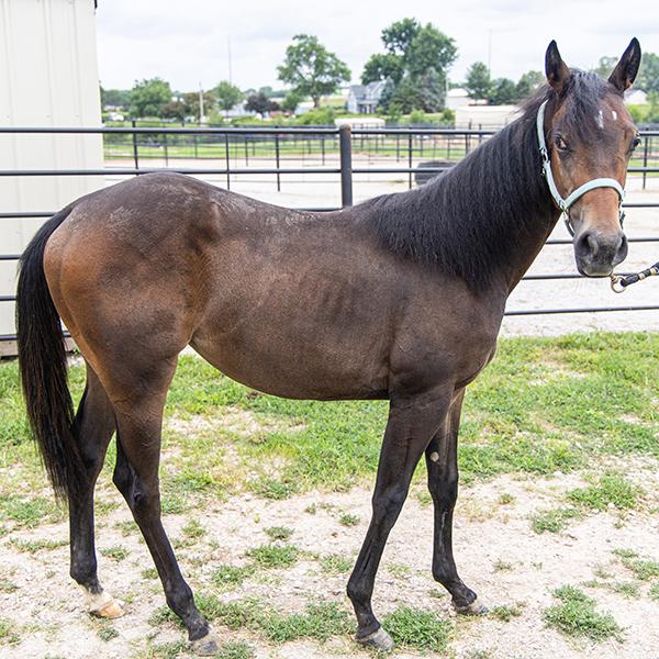 Bug, Adoptable, Young Female Grade.