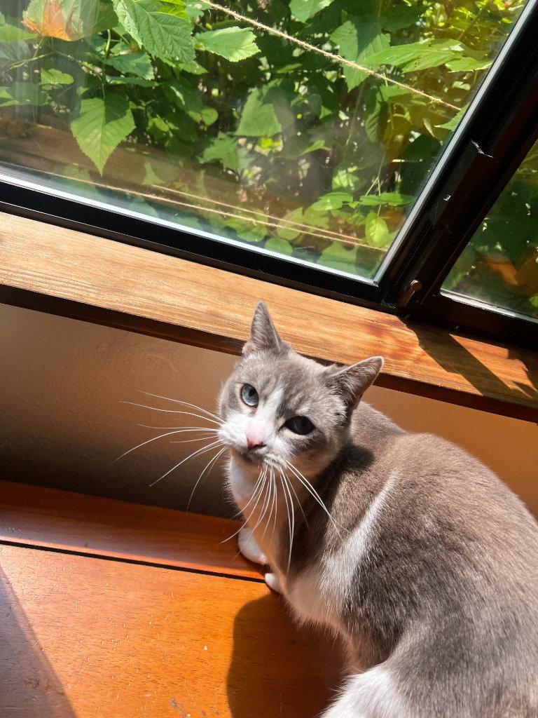 Becky, Adoptable, Adult Female Domestic Short Hair & Siamese.