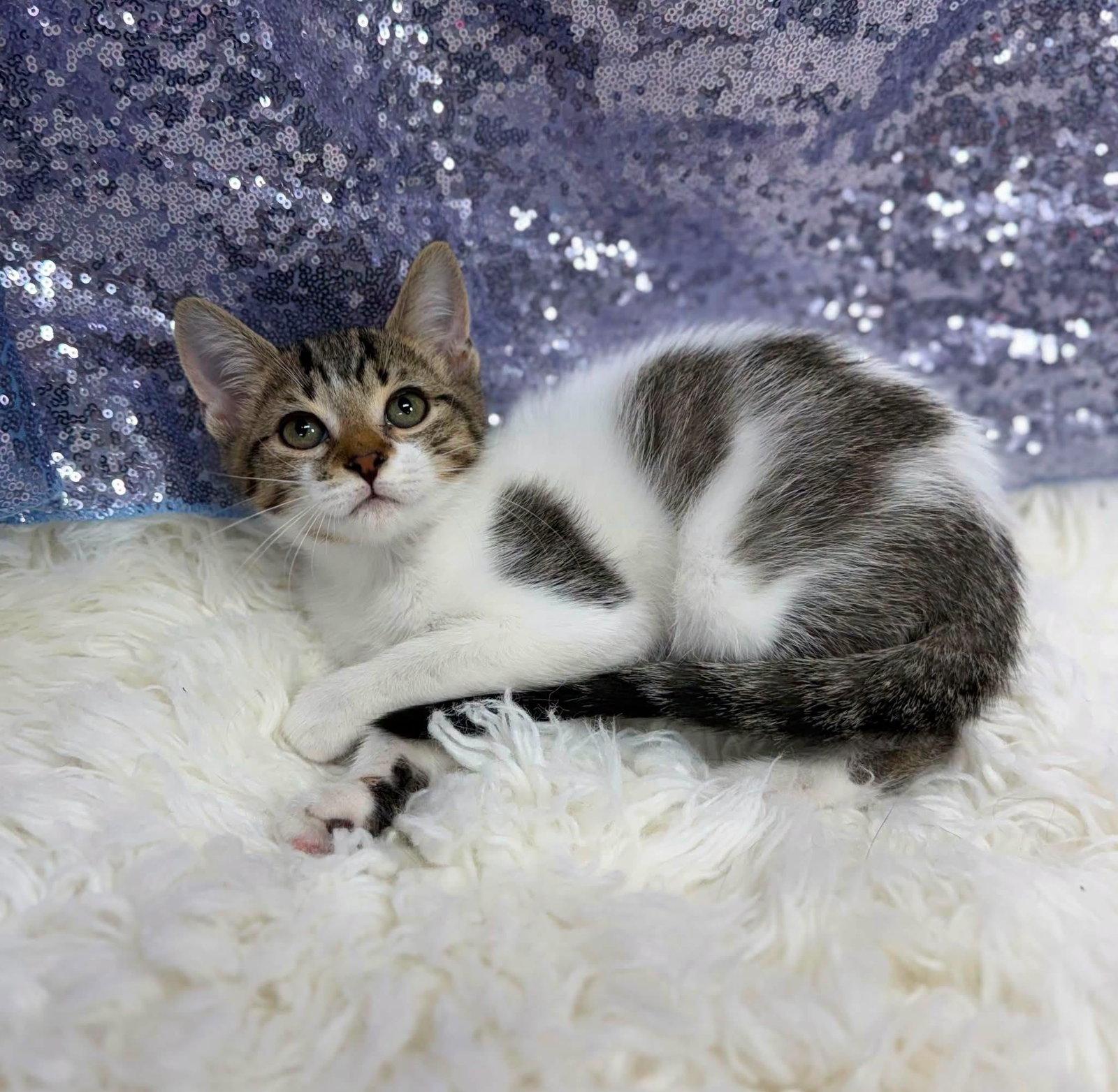 Hulk, Adoptable, Young Male Domestic Short Hair.