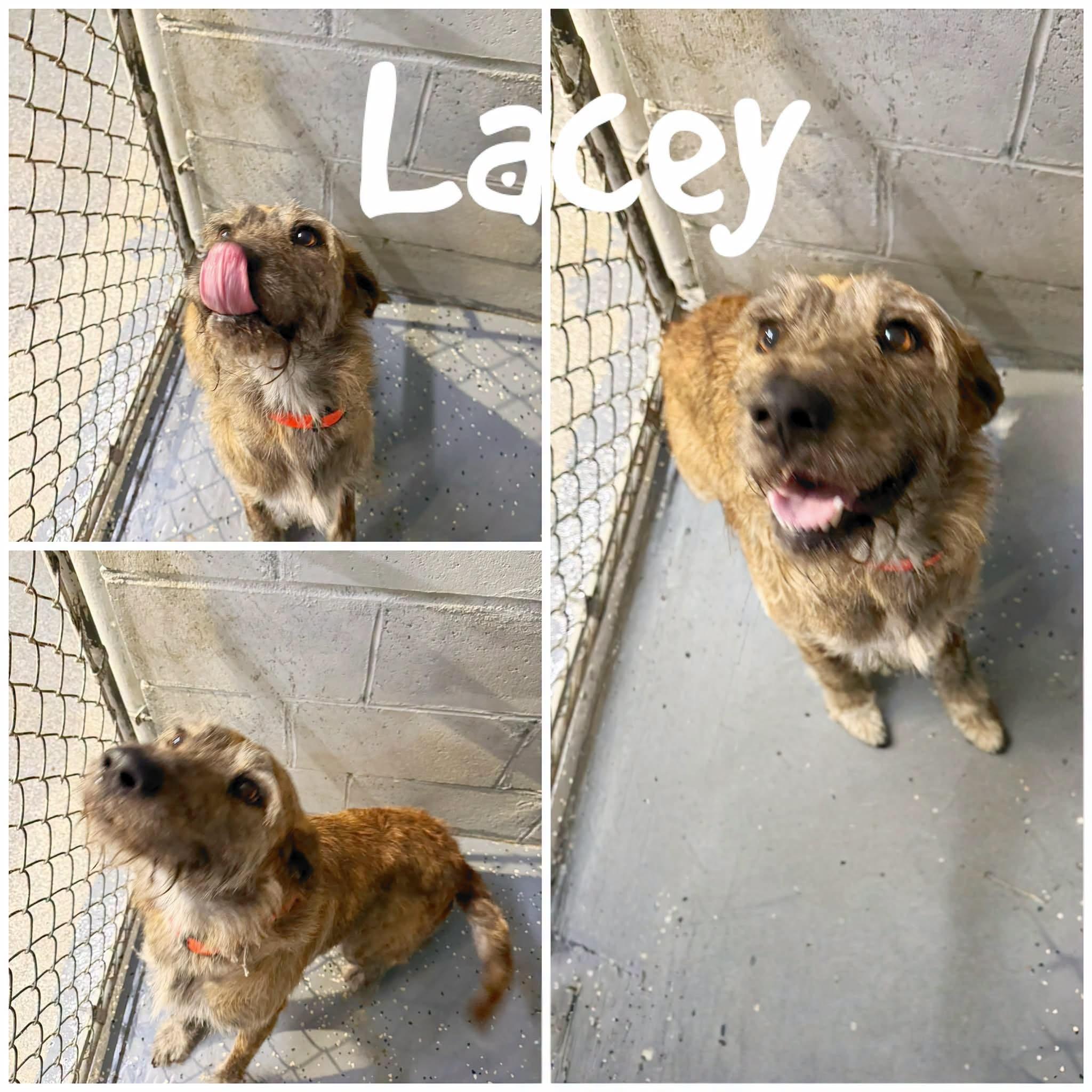 Lacey, Adoptable, Adult Female Plott Hound.