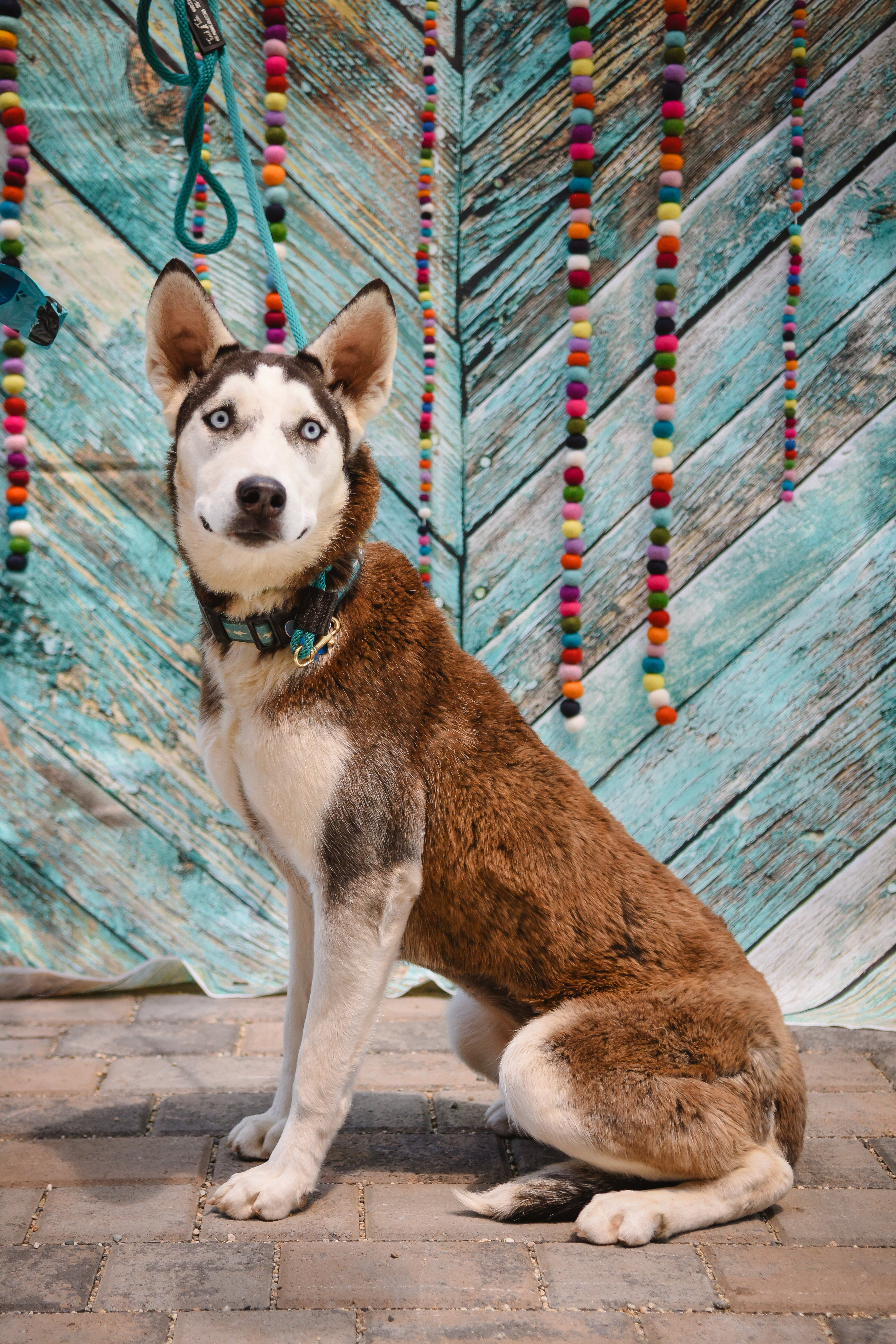 Enlarge Rosie, a Adoptable Siberian Husky image 1/1