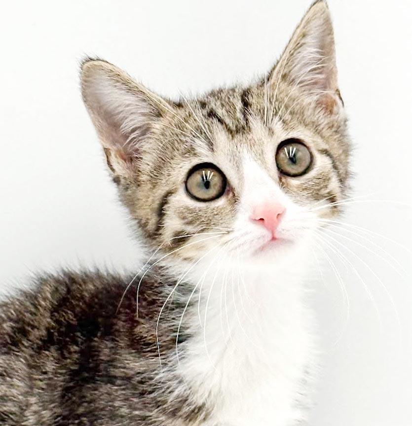 Enlarge Lucy is our lil' baby lover, a Adoptable mixed breed in Bedford Hills, NY image 4/6