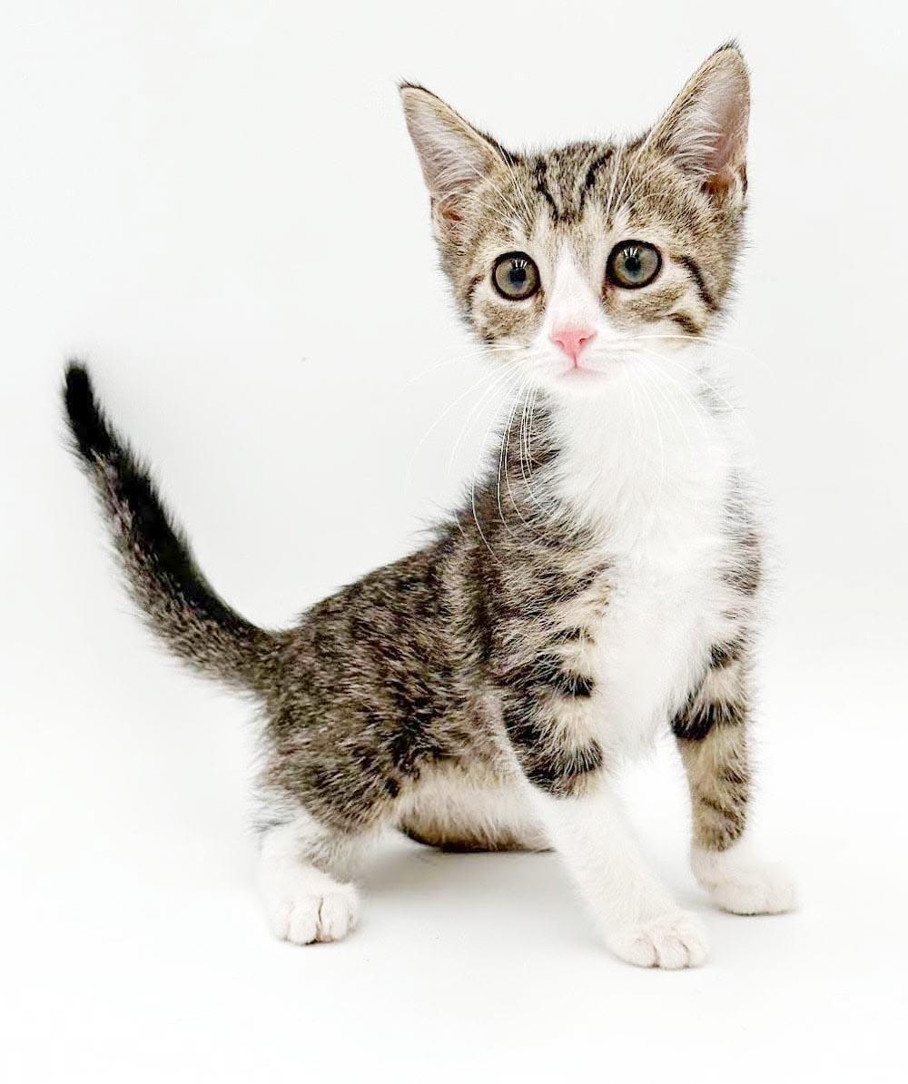 Lucy is our lil' baby lover, Adoptable, Kitten Female Turkish Van & Tabby.