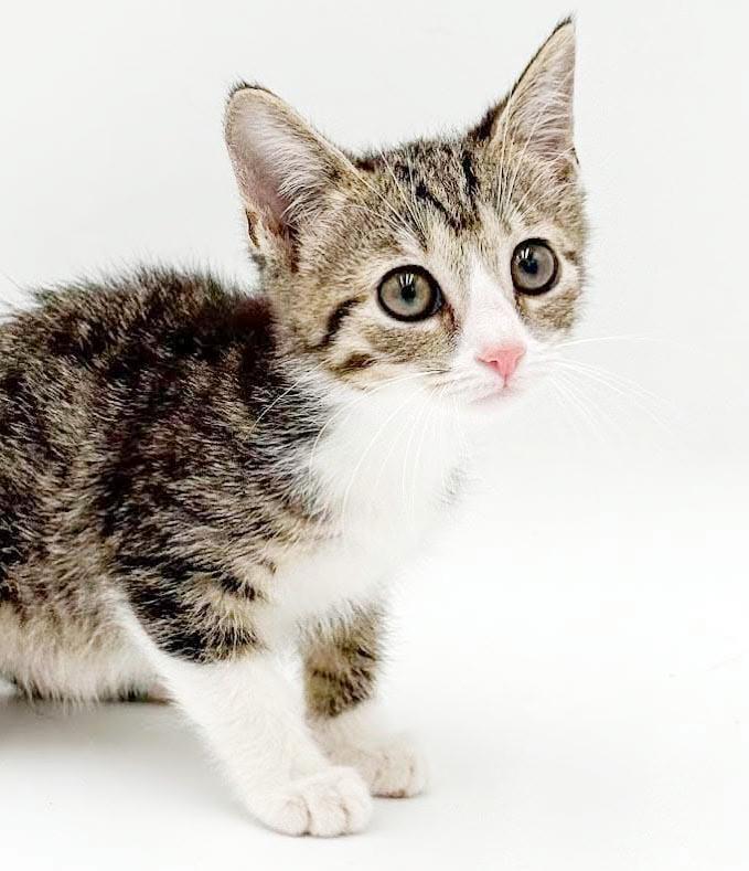 Enlarge Lucy is our lil' baby lover, a Adoptable mixed breed in Bedford Hills, NY image 5/6