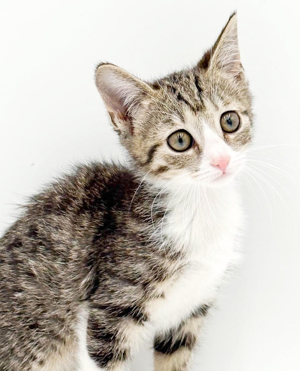 Enlarge Lucy is our lil' baby lover, a Adoptable mixed breed in Bedford Hills, NY image 2/6