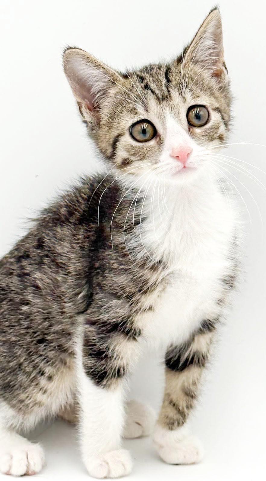 Enlarge Lucy is our lil' baby lover, a Adoptable mixed breed in Bedford Hills, NY image 6/6