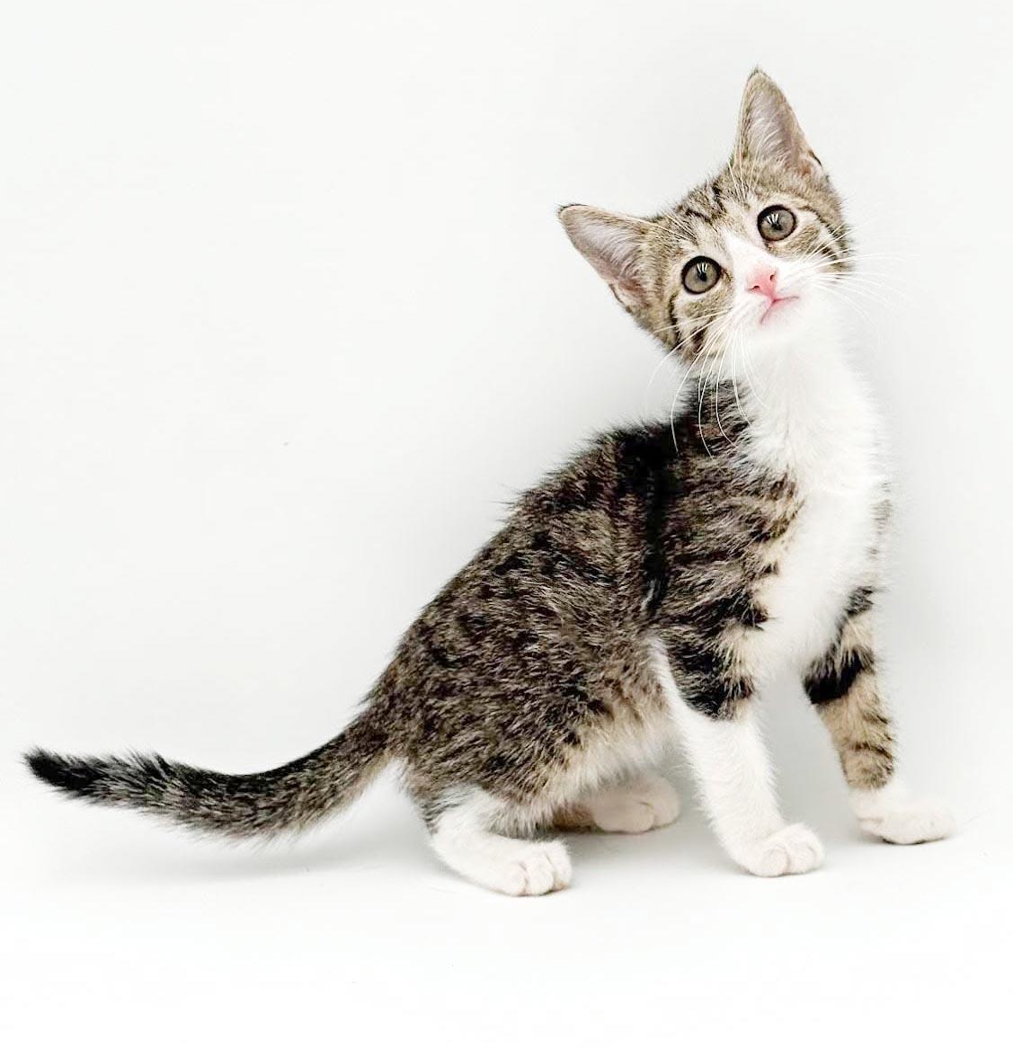 Enlarge Lucy is our lil' baby lover, a Adoptable mixed breed in Bedford Hills, NY image 3/6