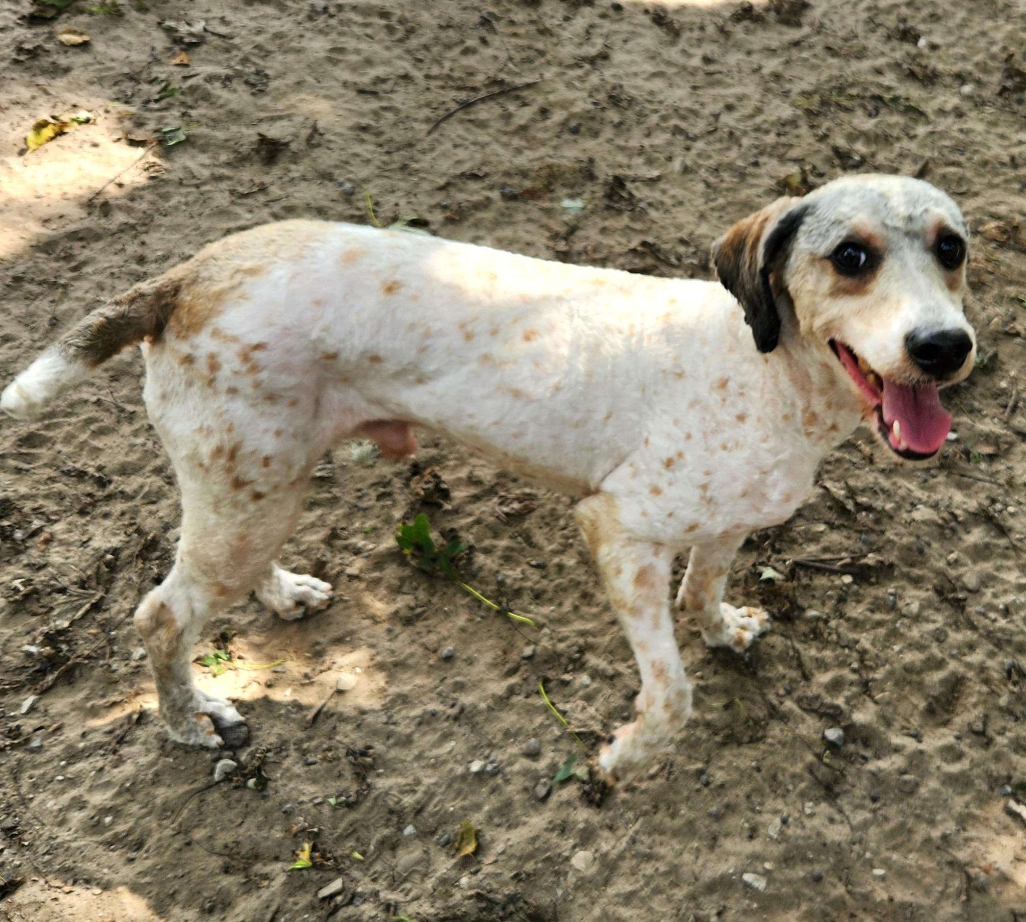 Enlarge Charlie, a Adoptable Miniature Poodle in Liberty Center, OH image 6/6