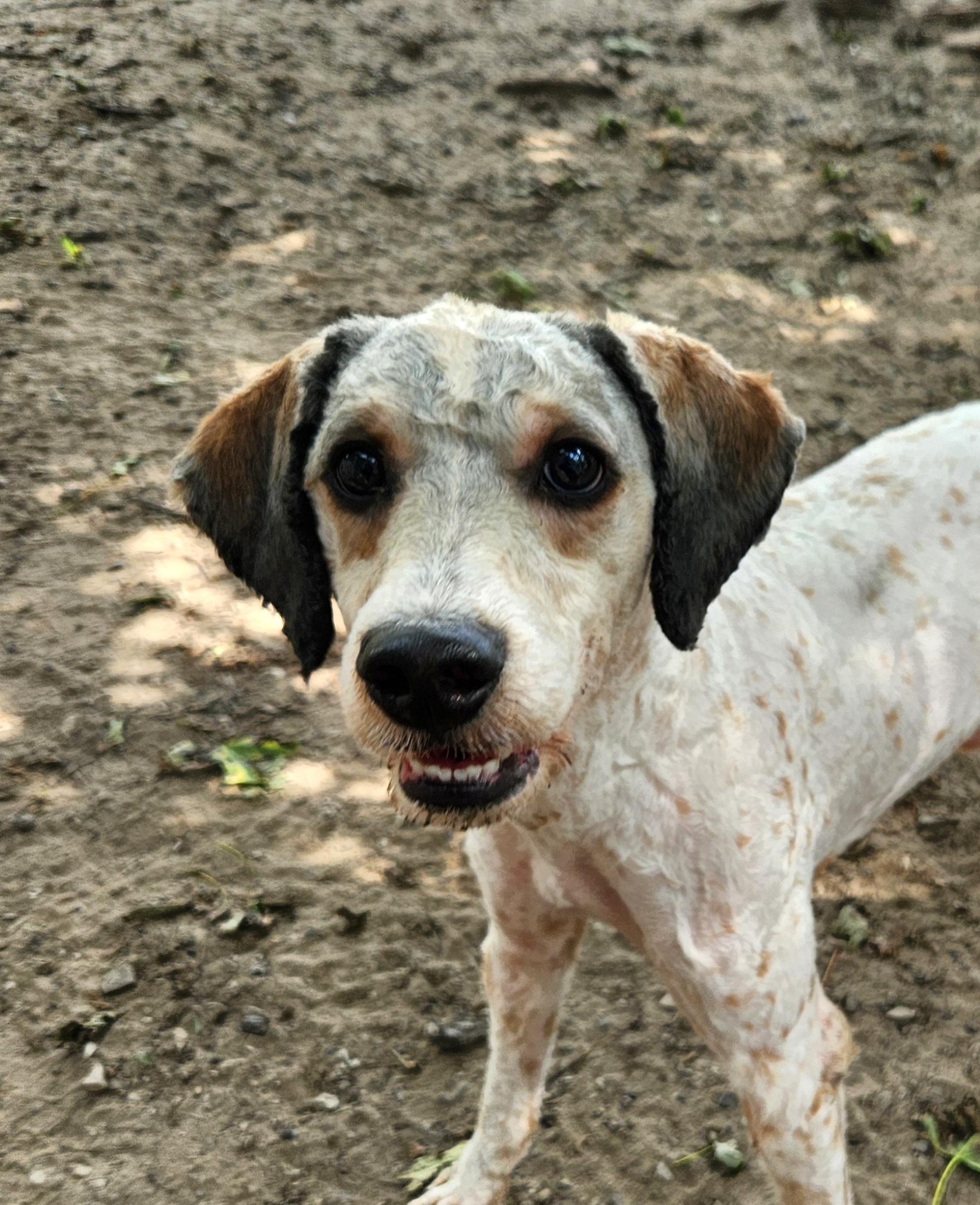 Enlarge Charlie, a Adoptable Miniature Poodle in Liberty Center, OH image 4/6