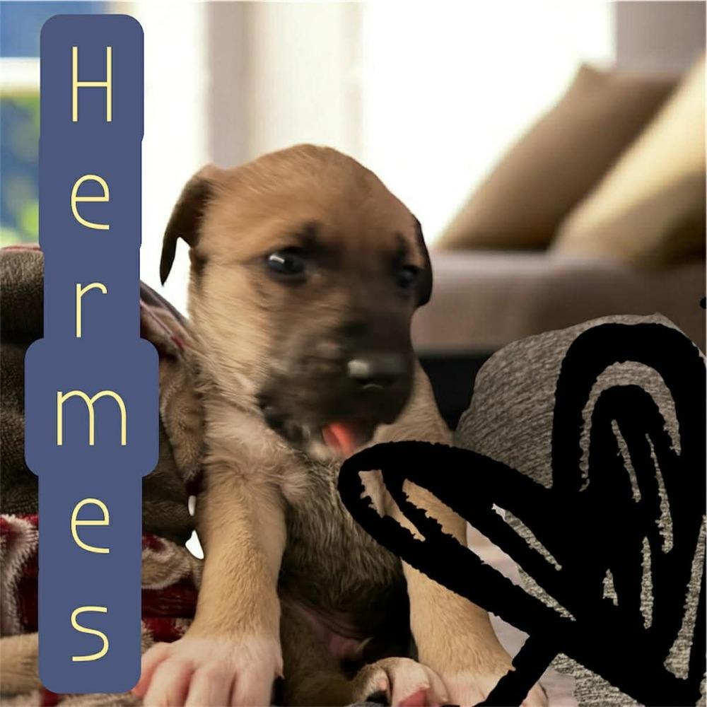 Hermes, Adoptable, Puppy Male Husky & Shepherd.