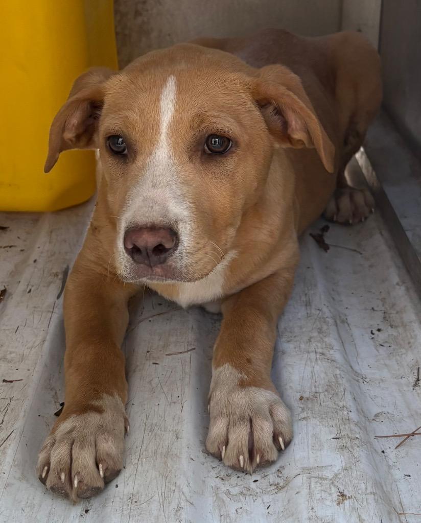 Gladis, Adoptable, Puppy Female Mixed Breed.