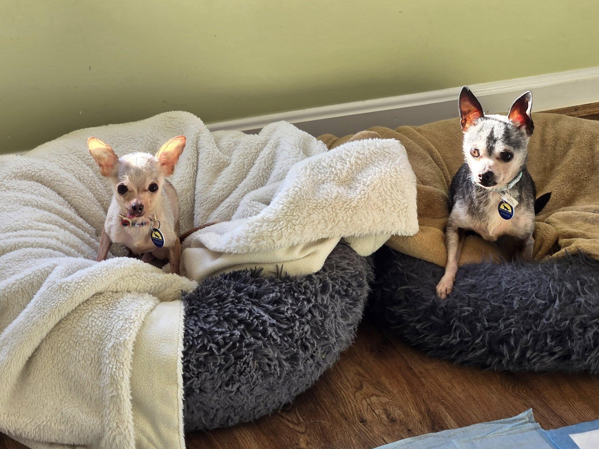 Spike (Bonded w/Toby), an adopted Chihuahua in Severn, MD image 5/6