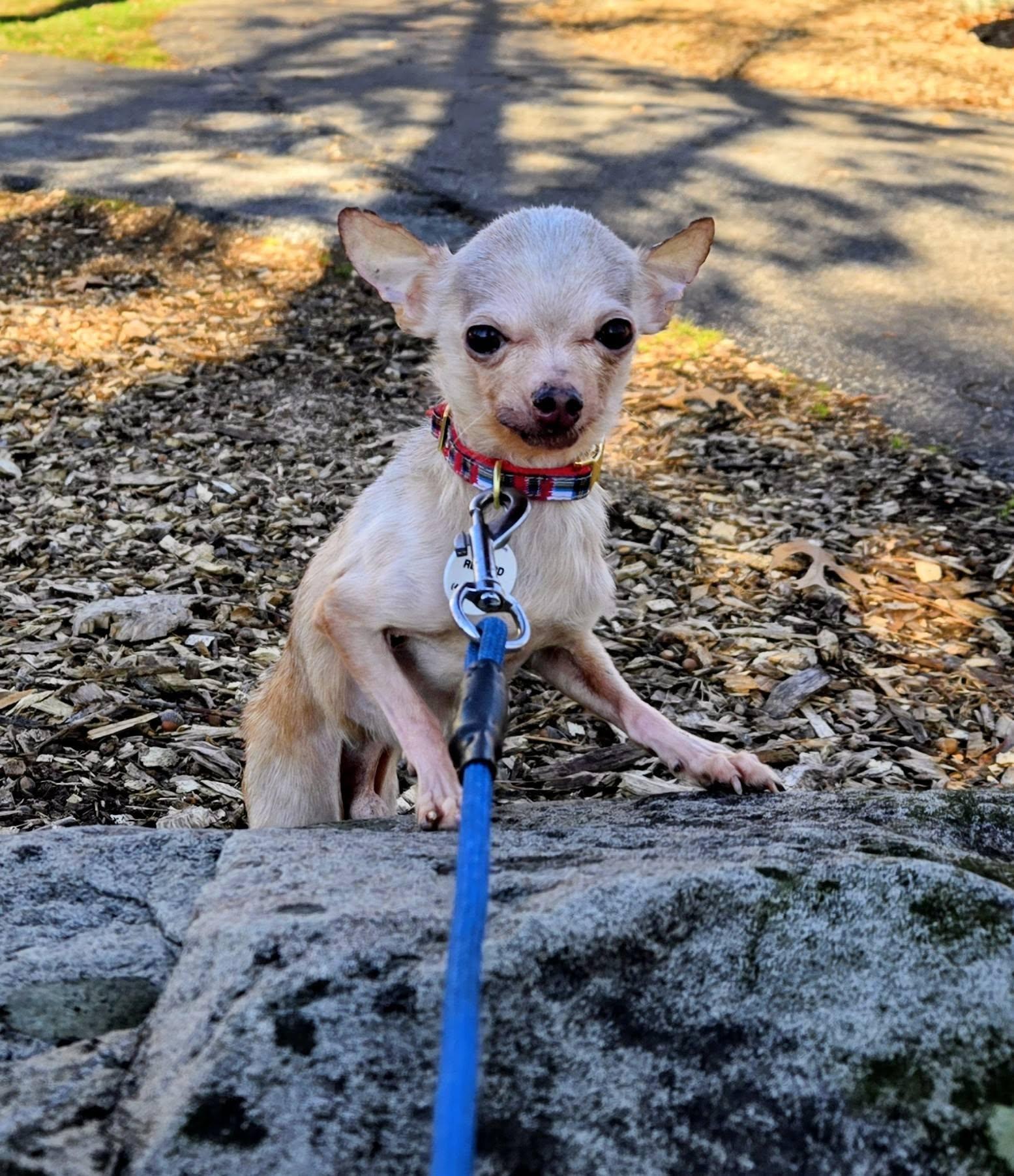 Spike (Bonded w/Toby), an adopted Chihuahua in Severn, MD image 2/6