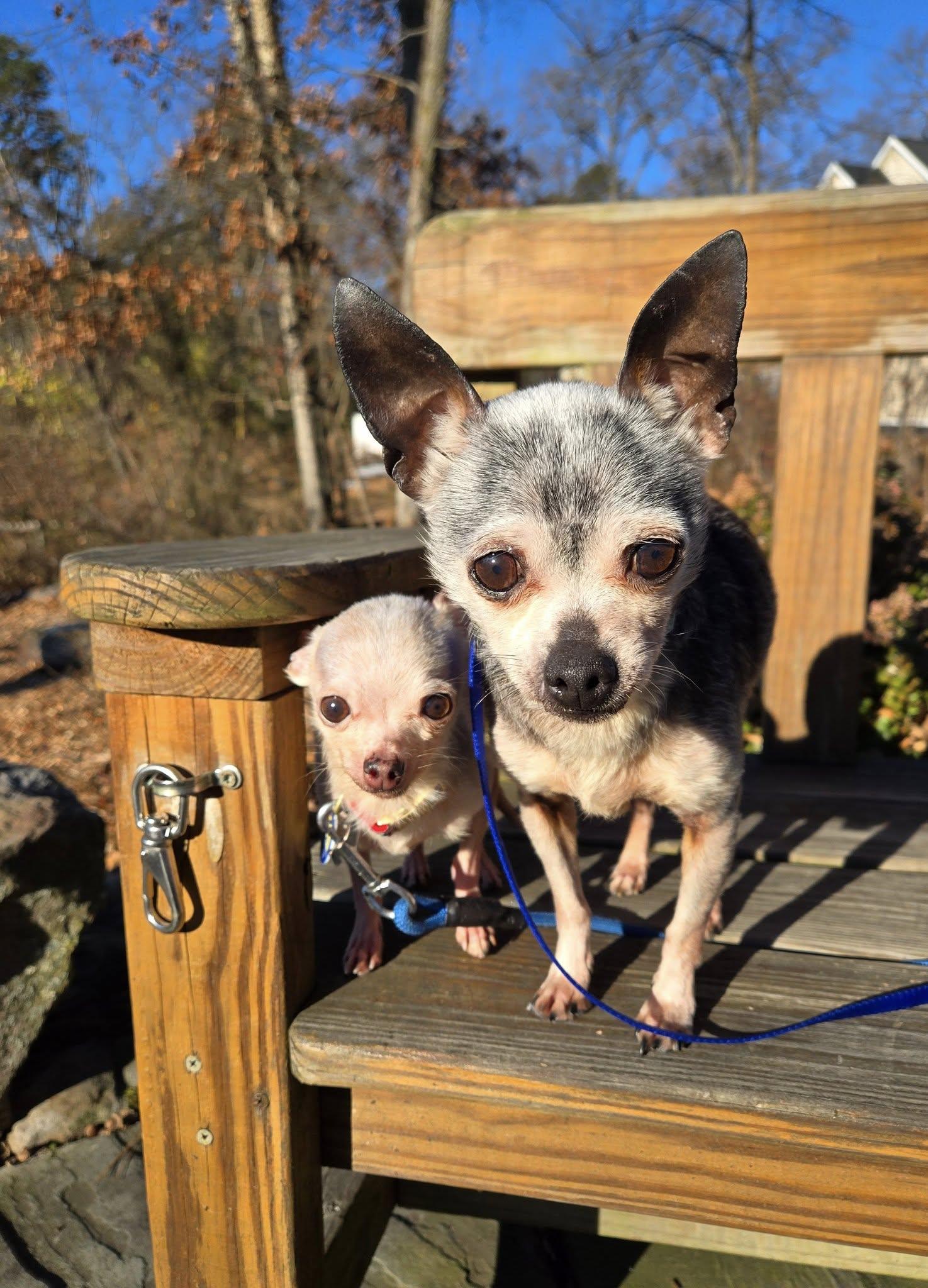 Spike (Bonded w/Toby), an adopted Chihuahua in Severn, MD image 1/6