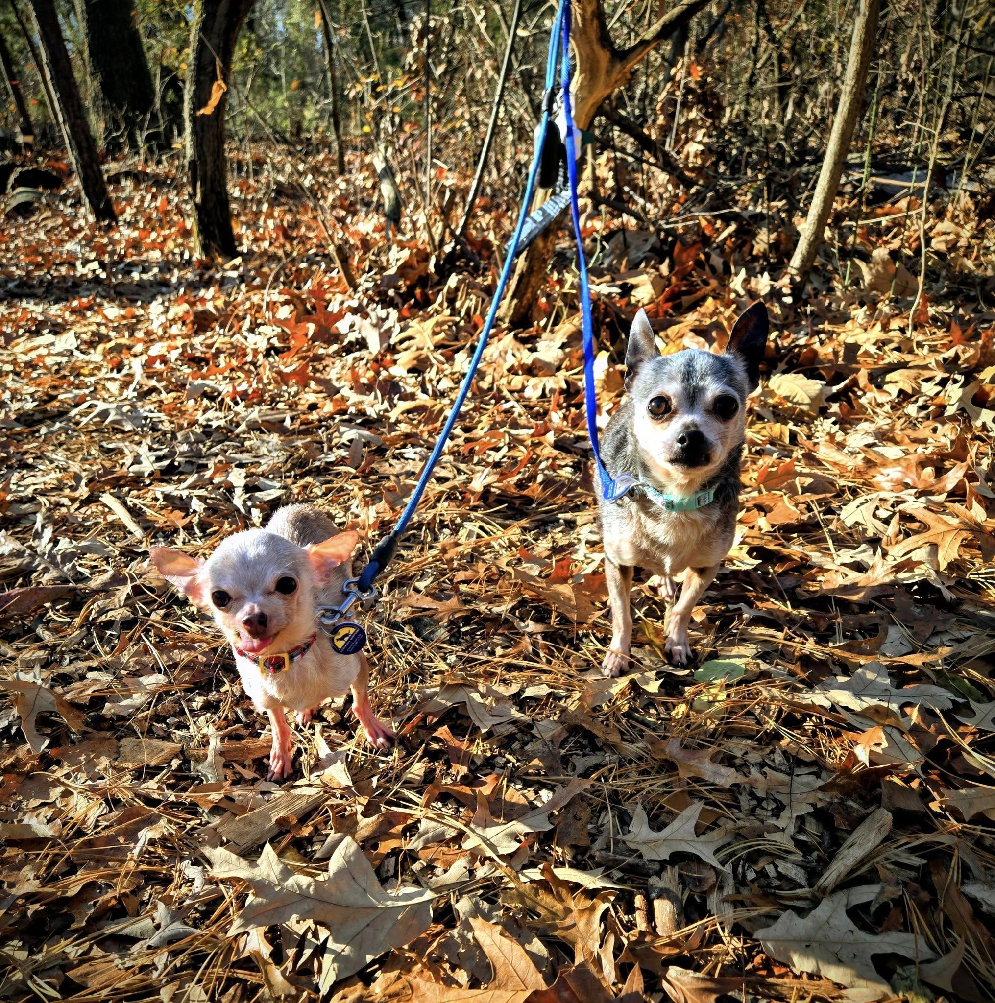 Spike (Bonded w/Toby), an adopted Chihuahua in Severn, MD image 6/6