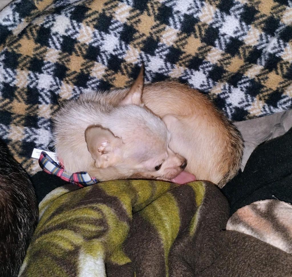 Spike (Bonded w/Toby), Adoptable, Adult Male Chihuahua.