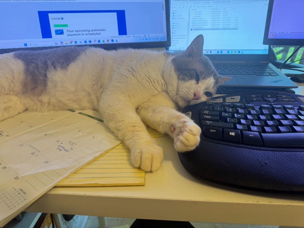 Sleepy, Adoptable, Young Male Domestic Short Hair.