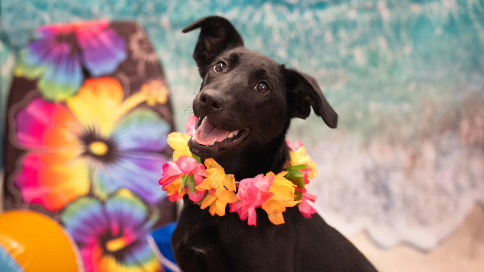 Lovey, Adoptable, Young Female Belgian Shepherd / Malinois & Black Labrador Retriever.