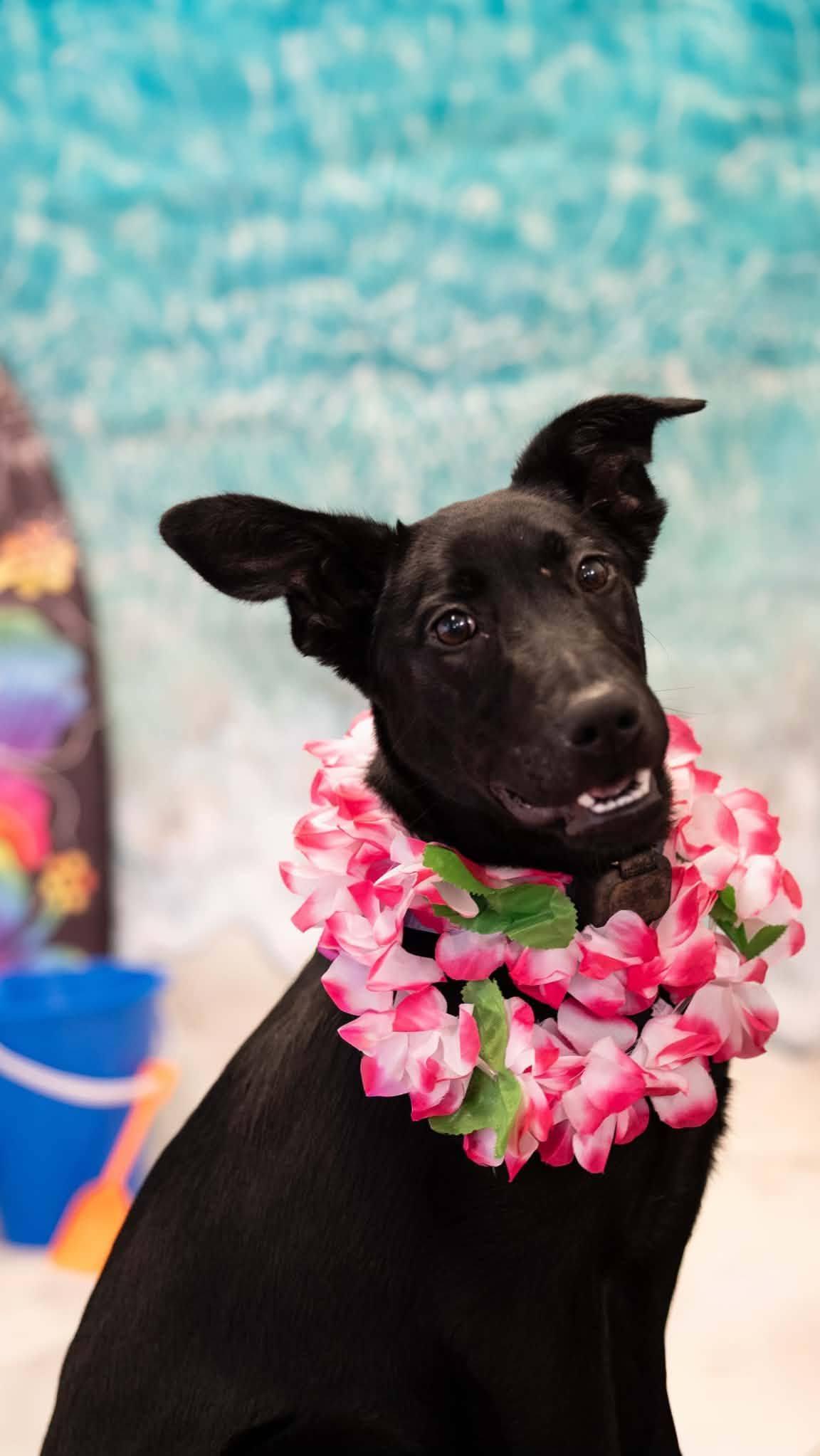 Lovey, Adoptable, Young Female Belgian Shepherd / Malinois & Black Labrador Retriever.