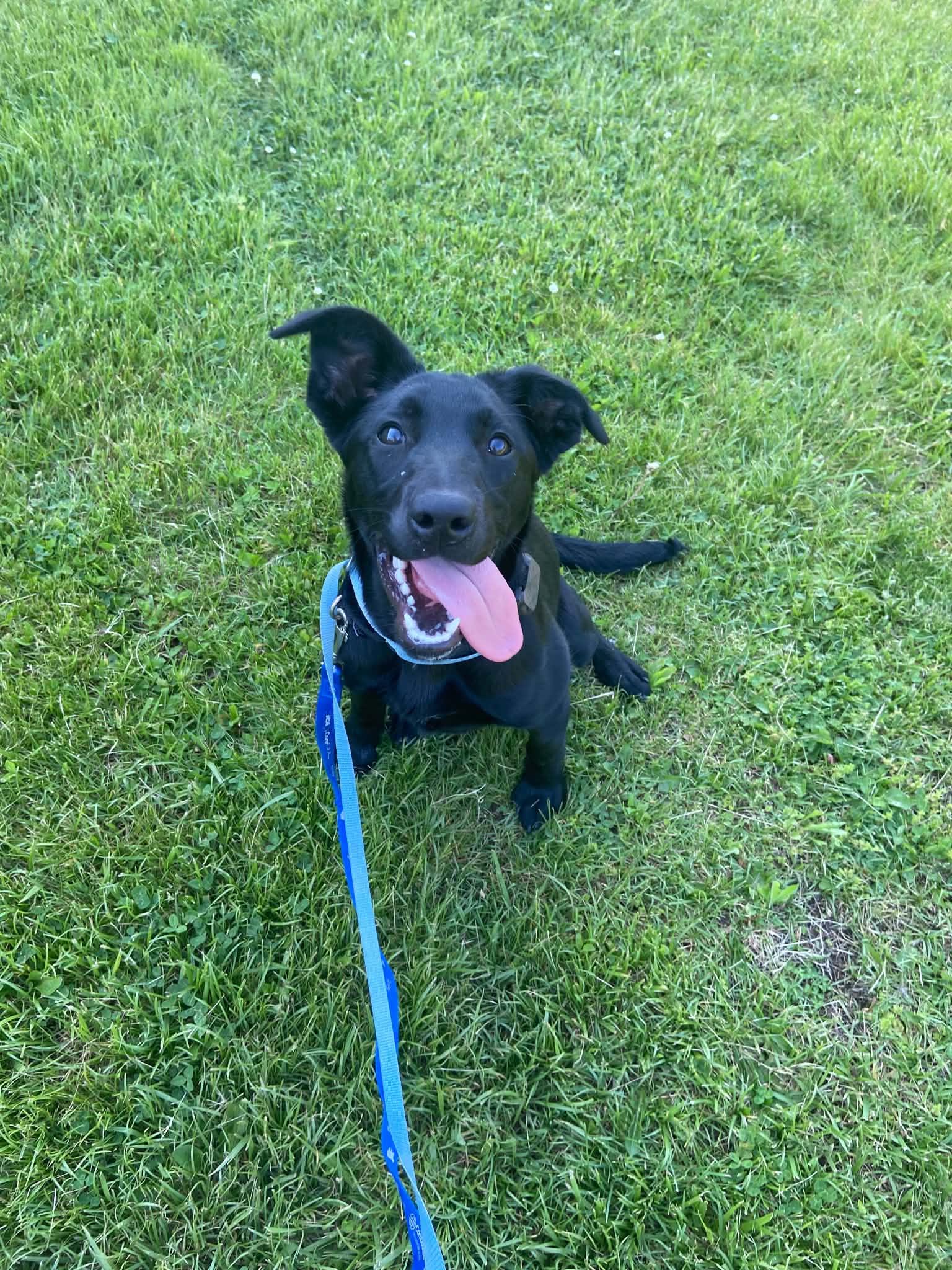 Lovey, a Adoptable mixed breed in Pottstown, PA image 2/3
