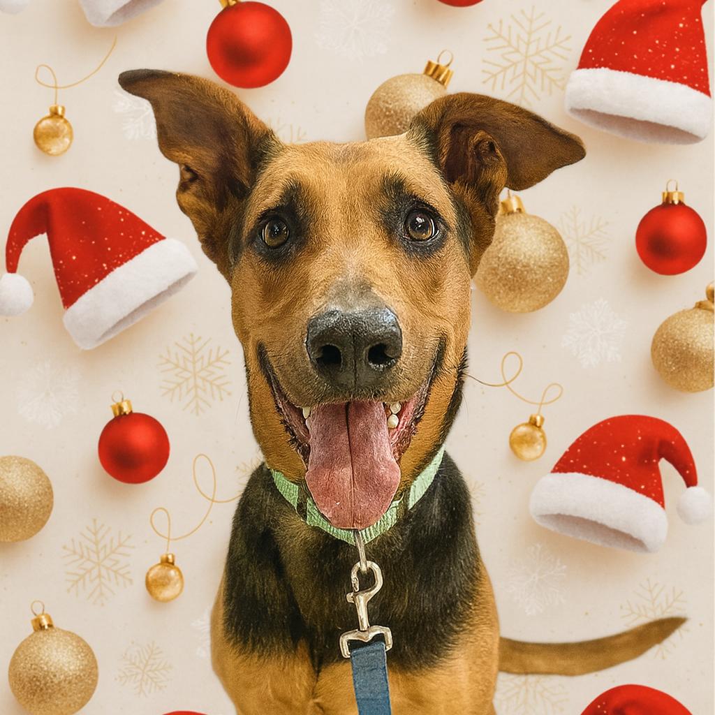 Zelda, Adoptable, Adult Female Doberman Pinscher & Hound.