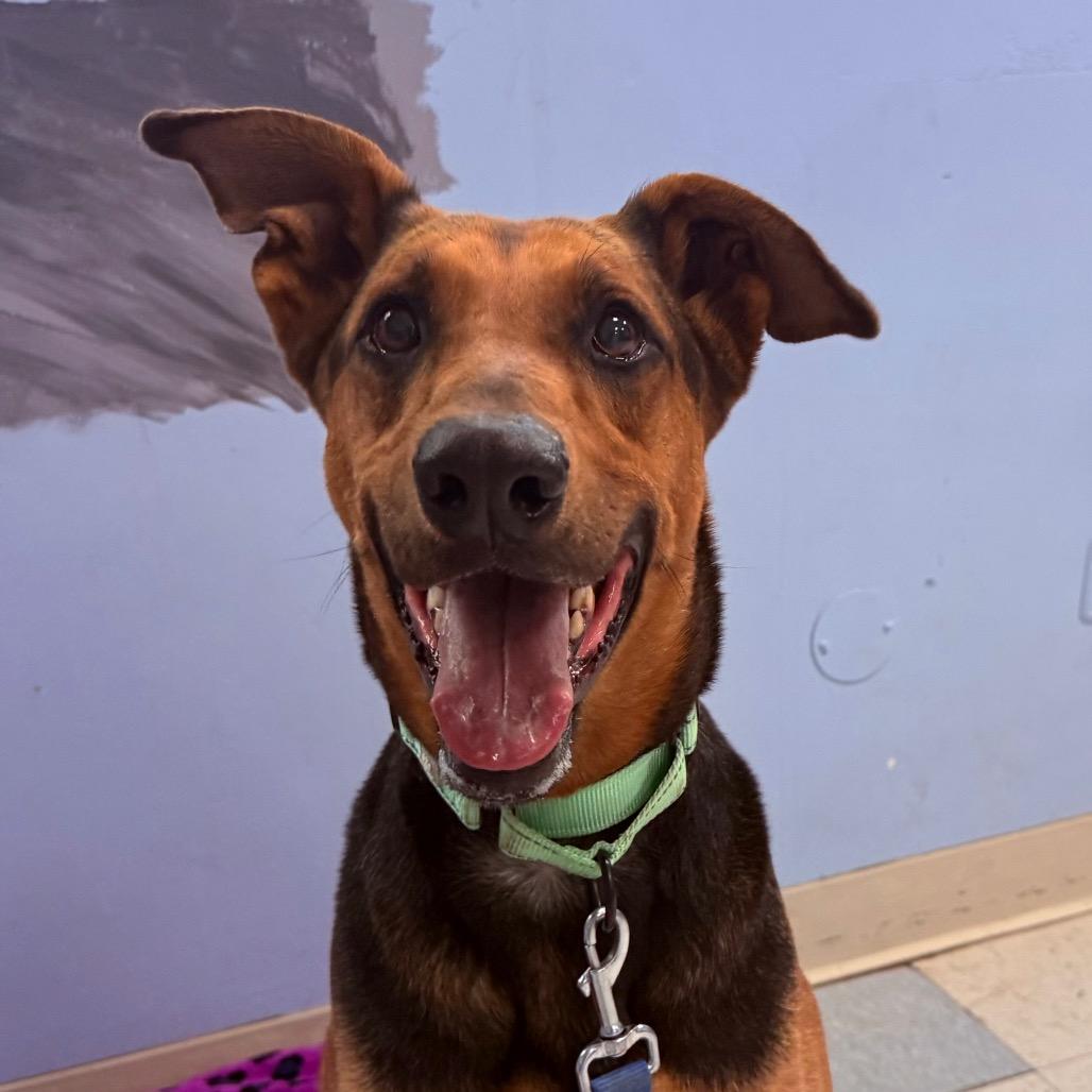 Zelda, a Adoptable mixed breed in Fresno, CA image 2/6