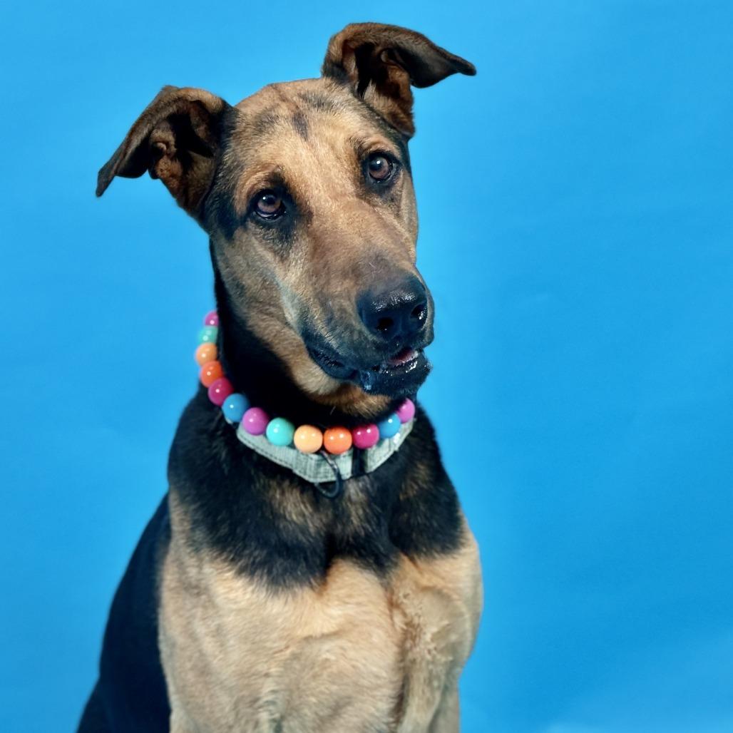 Enlarge Zelda, a Adoptable mixed breed in Fresno, CA image 4/6