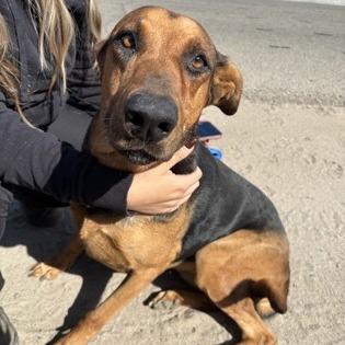 Zelda, a Adoptable mixed breed in Fresno, CA image 5/6