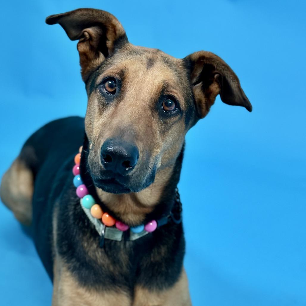 Zelda, a Adoptable mixed breed in Fresno, CA image 2/6
