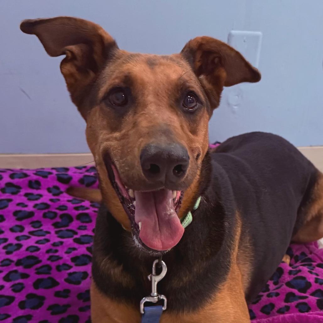 Zelda, a Adoptable mixed breed in Fresno, CA image 6/6