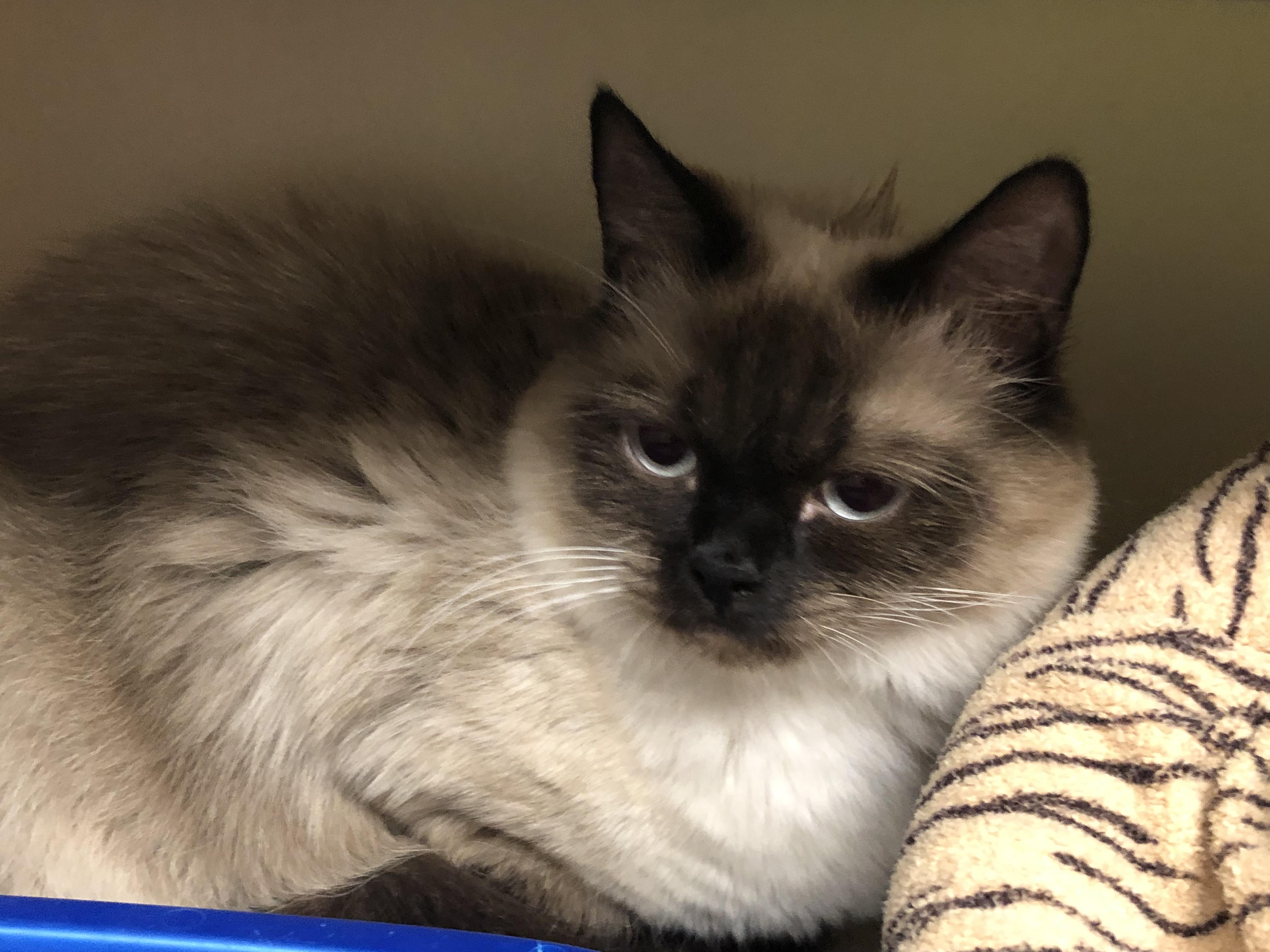 Enlarge Tutti Frutti, a ADOPTABLE Himalayan in Salisbury, MA image 5/5
