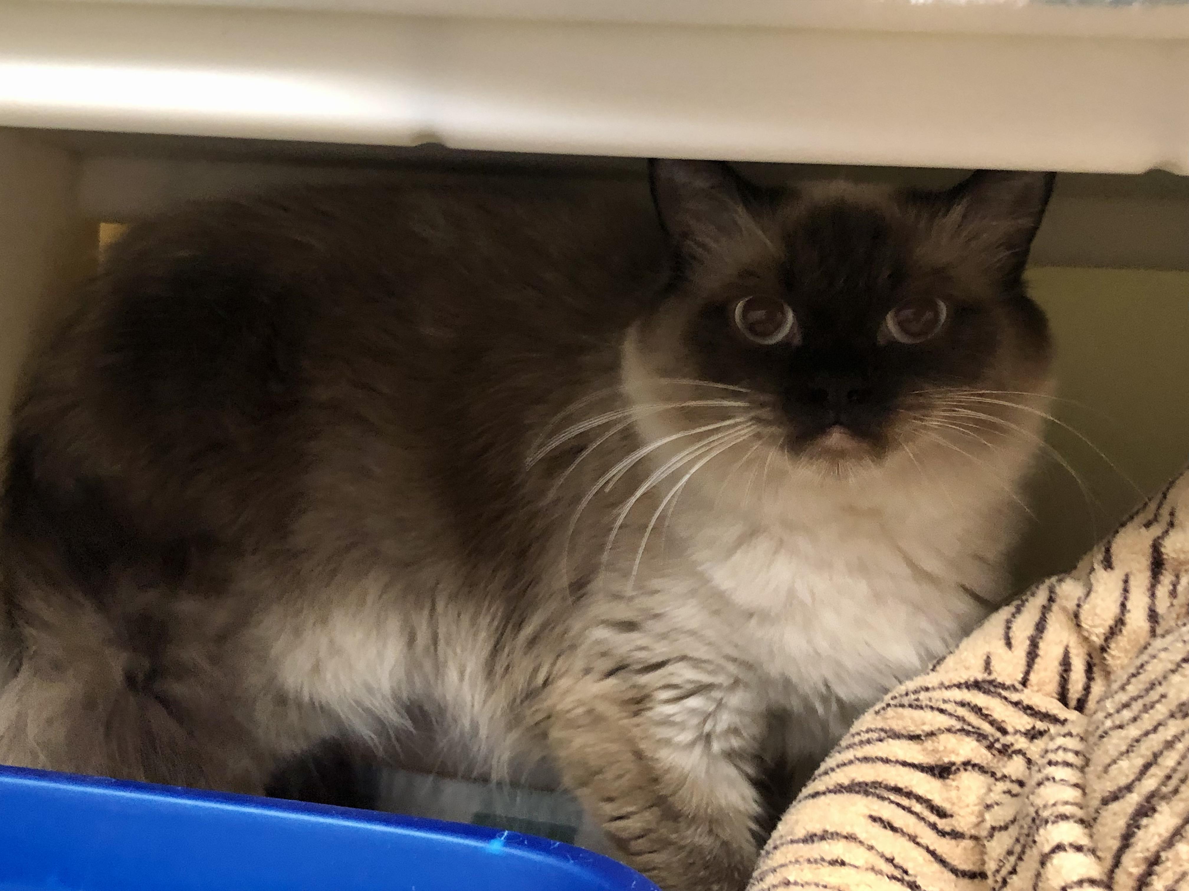 Enlarge Tutti Frutti, a ADOPTABLE Himalayan in Salisbury, MA image 3/5
