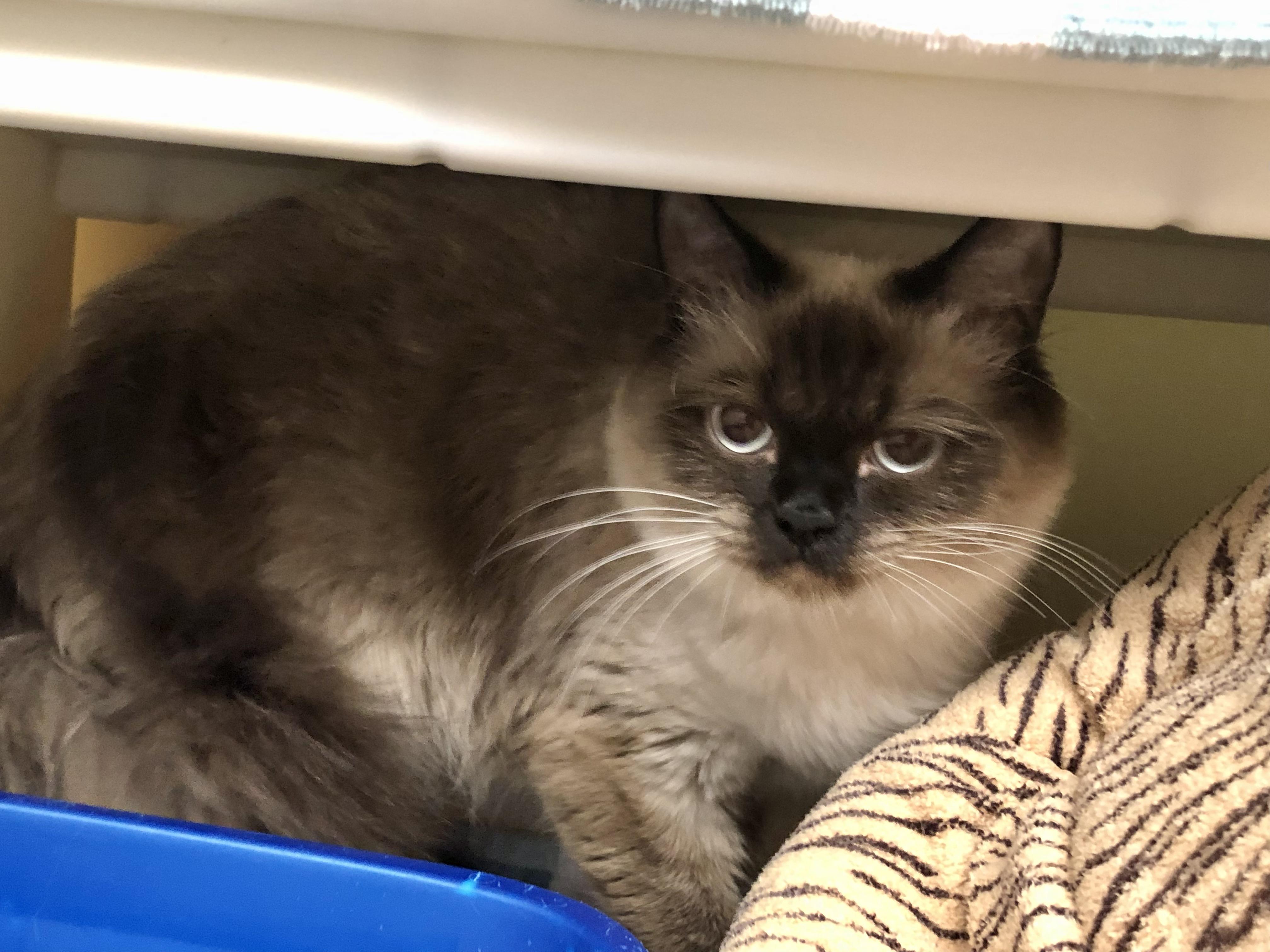 Tutti Frutti, ADOPTABLE, Adult Female Himalayan.