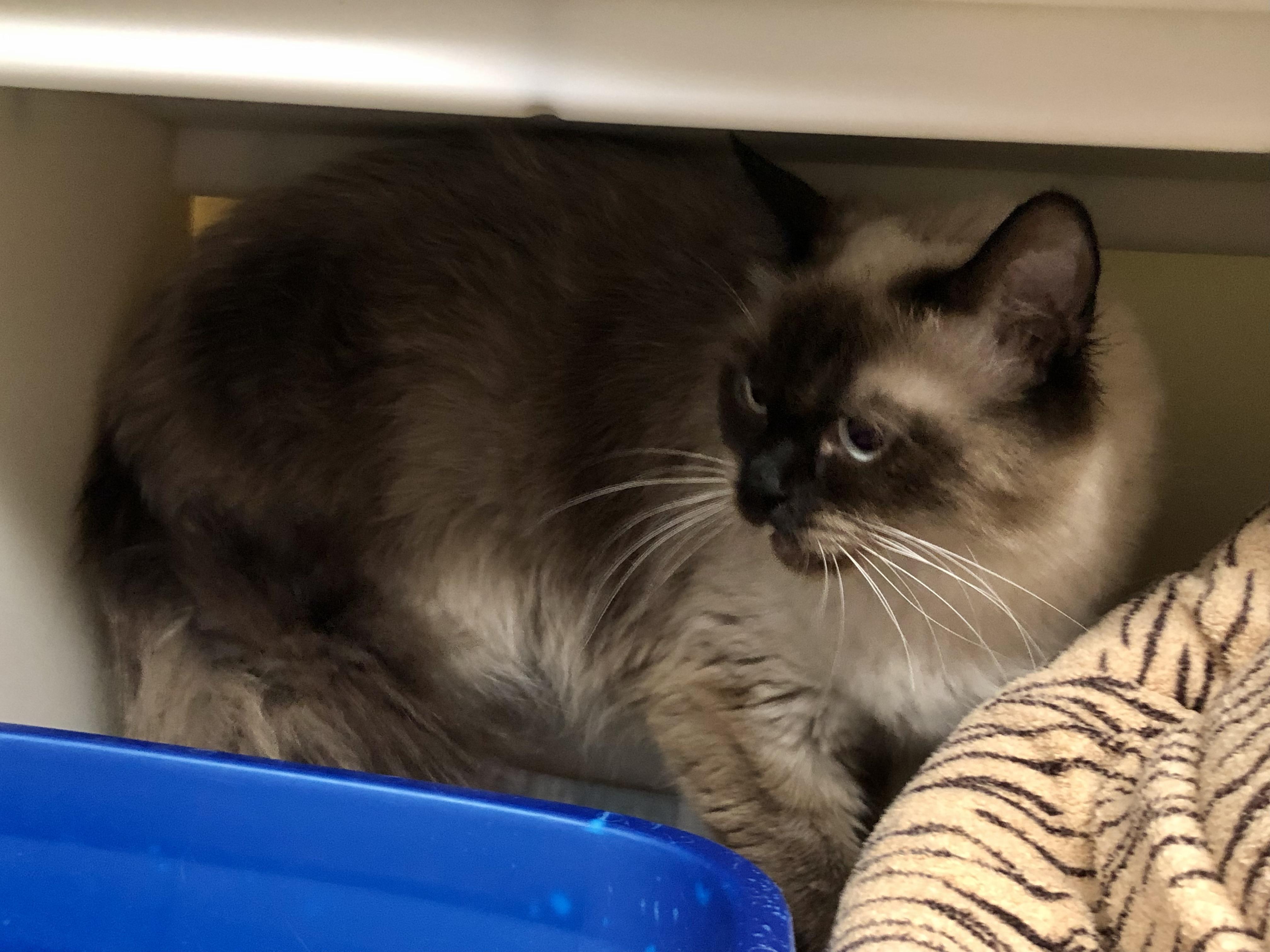 Enlarge Tutti Frutti, a ADOPTABLE Himalayan in Salisbury, MA image 2/5