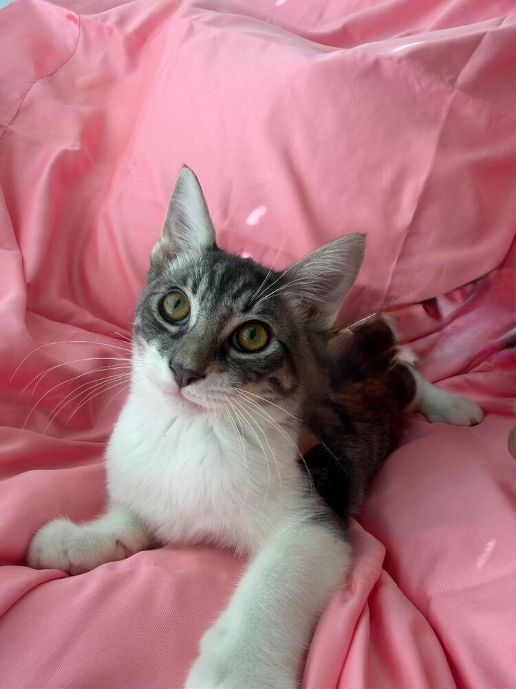 Boots, Adoptable, Kitten Male Domestic Short Hair.