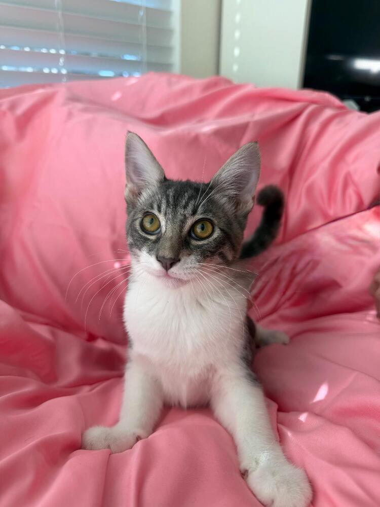 Enlarge Boots, a Adoptable Domestic Short Hair in Oceanside, CA image 2/6