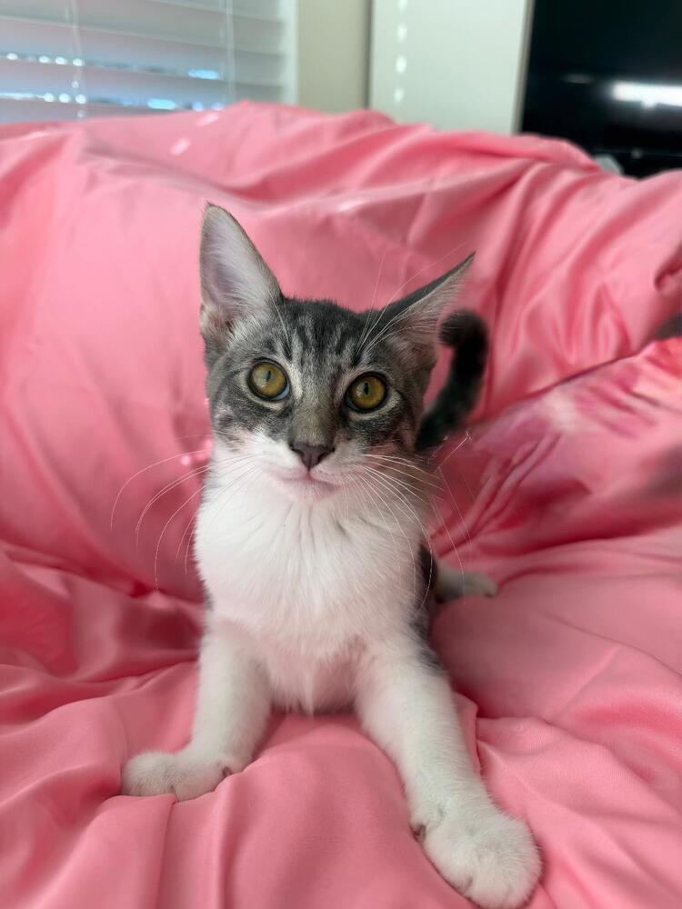 Enlarge Boots, a Adoptable Domestic Short Hair in Oceanside, CA image 3/6