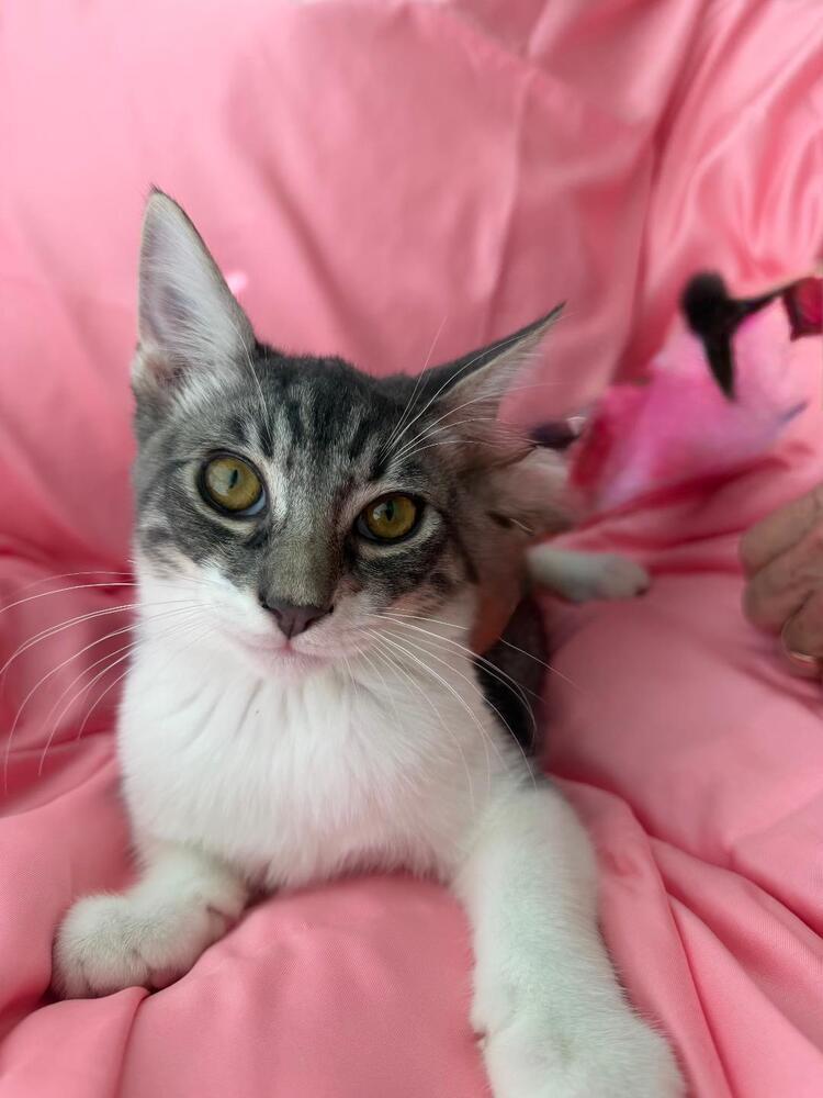 Enlarge Boots, a Adoptable Domestic Short Hair in Oceanside, CA image 4/6
