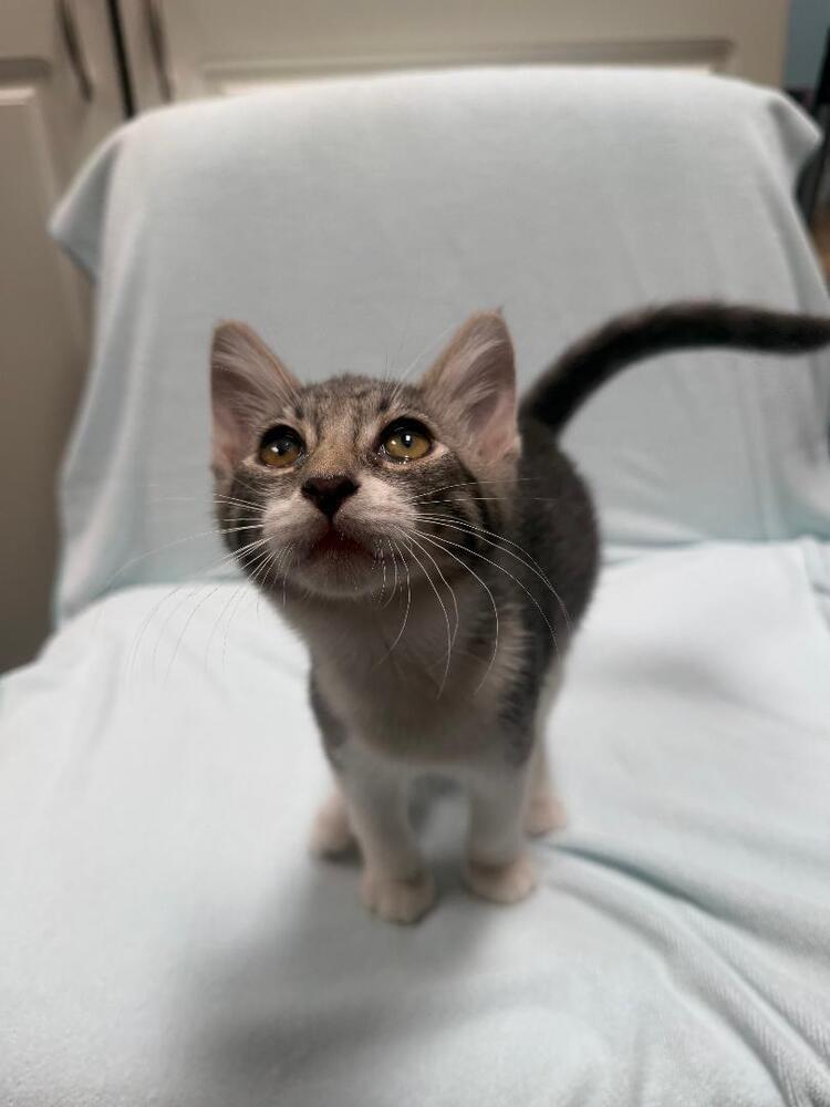 Enlarge Boots, a Adoptable Domestic Short Hair in Oceanside, CA image 5/6