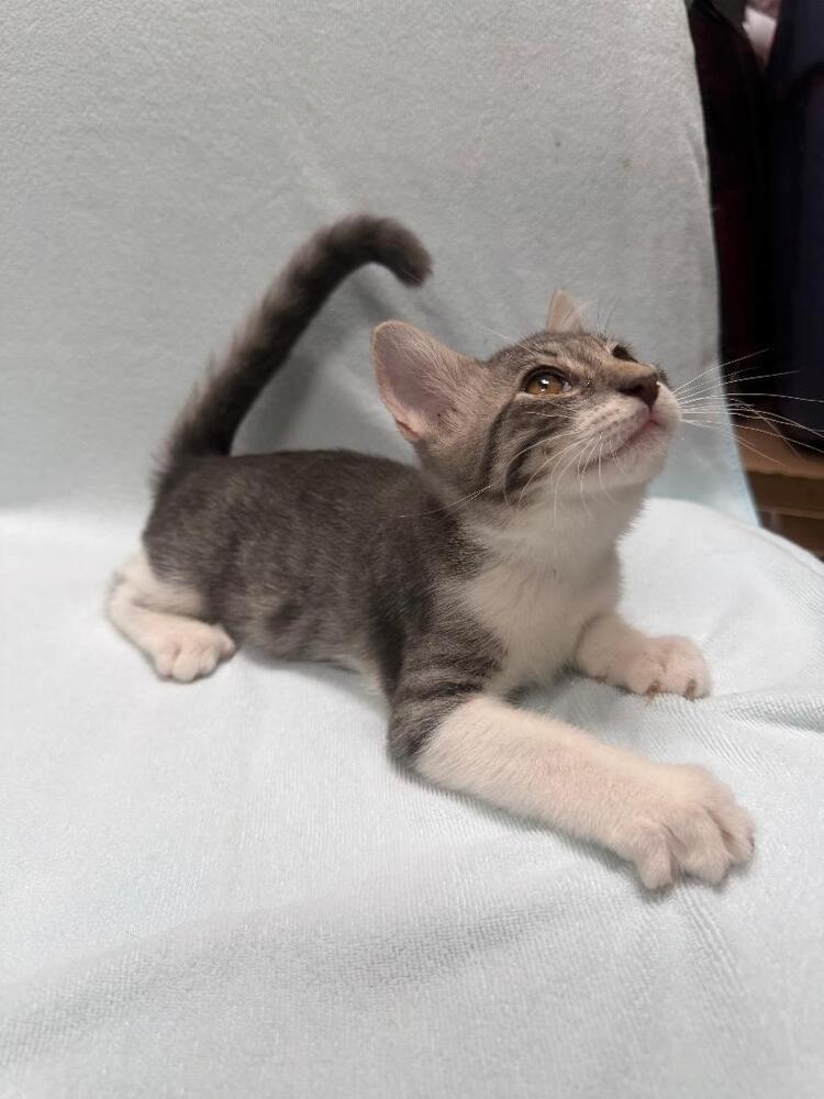 Enlarge Boots, a Adoptable Domestic Short Hair in Oceanside, CA image 6/6